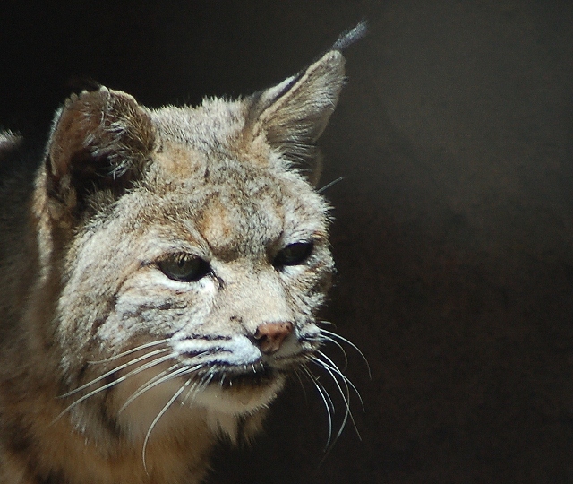 bobcat